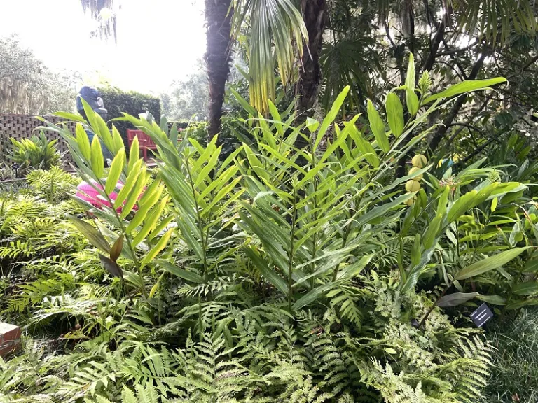 Hedychium coccineum habit