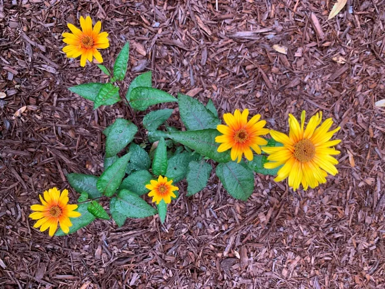 Heliopsis helianthoides var. scabra 'Burning Hearts' flowers