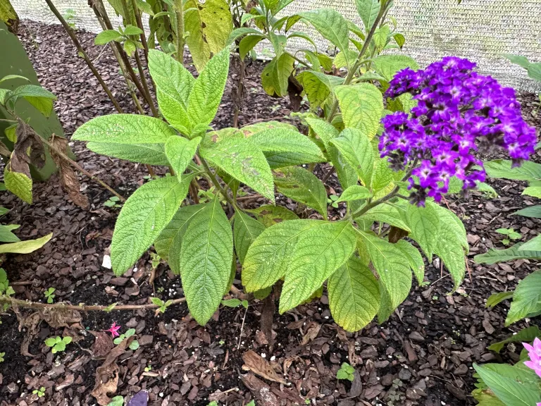 Heliotropium arborescens 'Fragrant Delight' flowering habit