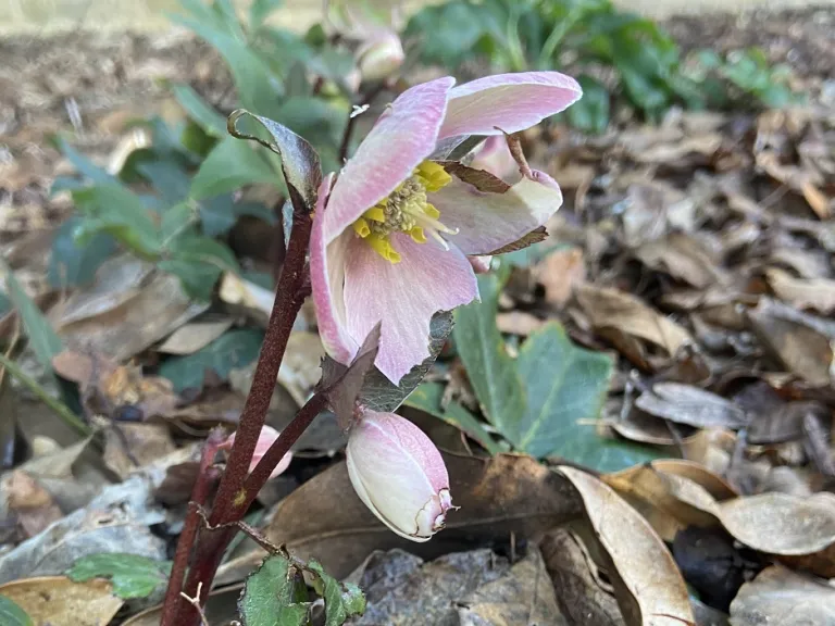 Helleborus 'Coseh 710' (HGC Pink Frost®) flower