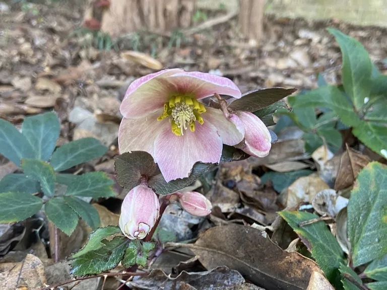 Helleborus 'Coseh 710' (HGC Pink Frost®) flower