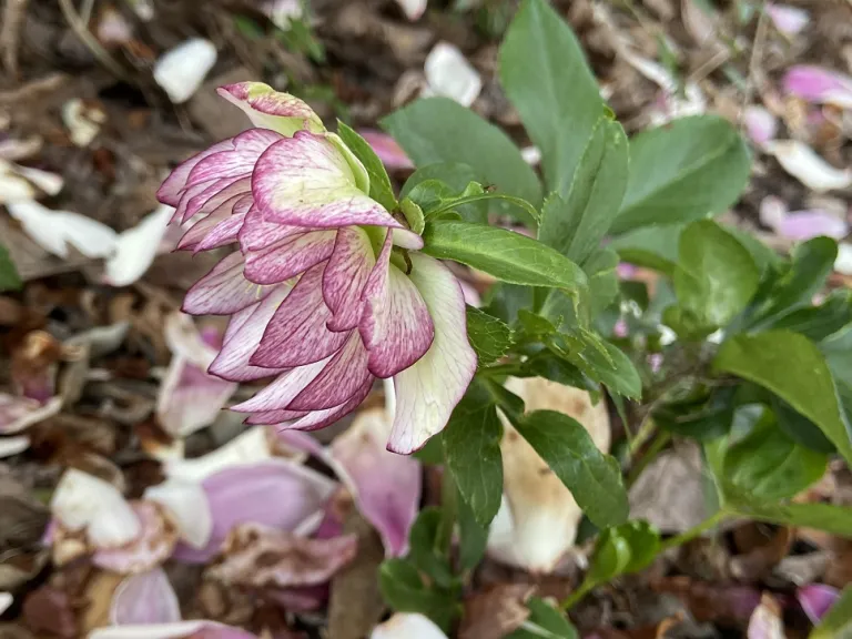 Helleborus 'Peppermint Ruffles' (WINTER THRILLERS™ Series) flower