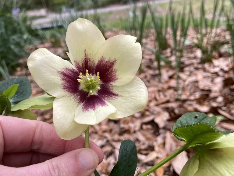 Helleborus 'Spanish Flare' (HONEYMOON® Series) flower