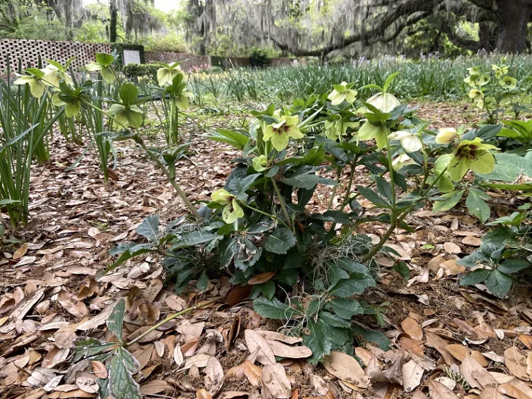 Helleborus 'Spanish Flare' (HONEYMOON® Series) flowering habit