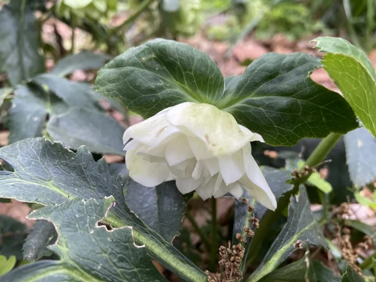 Helleborus 'Wedding Bells' (WEDDING PARTY® Series) flower