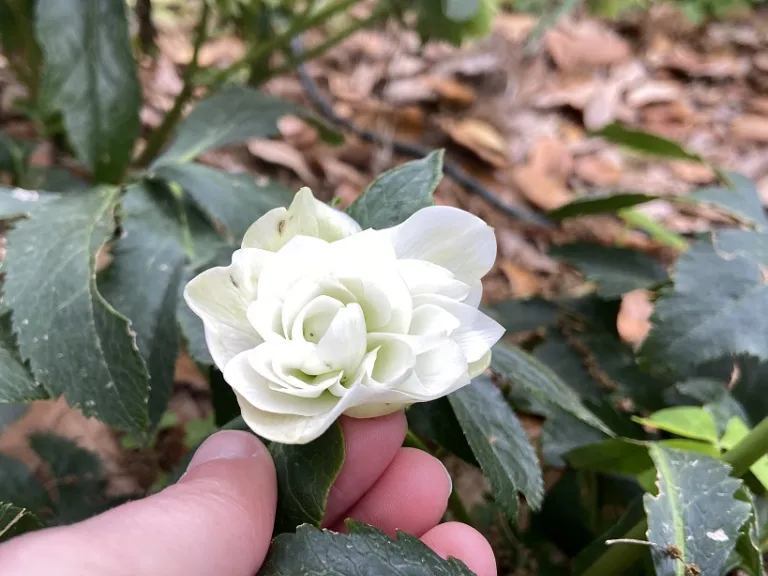 Helleborus 'Wedding Bells' (WEDDING PARTY® Series) flower