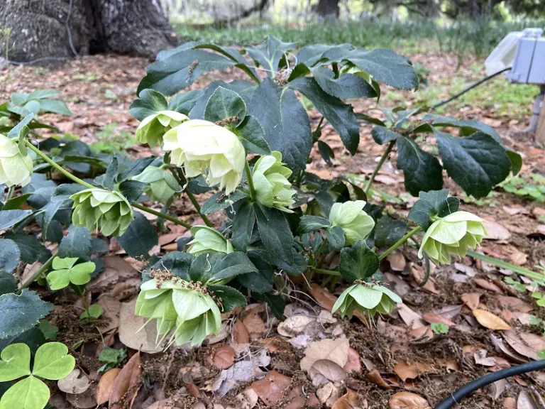 Helleborus 'Wedding Bells' (WEDDING PARTY® Series) flowering habit