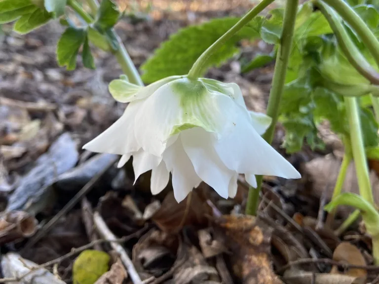 Helleborus 'Wedding Ruffles' (WINTER THRILLERS™ Series) flower