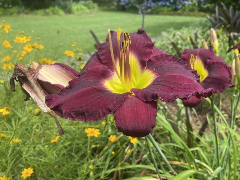 Hemerocallis 'Bela Lugosi' flower