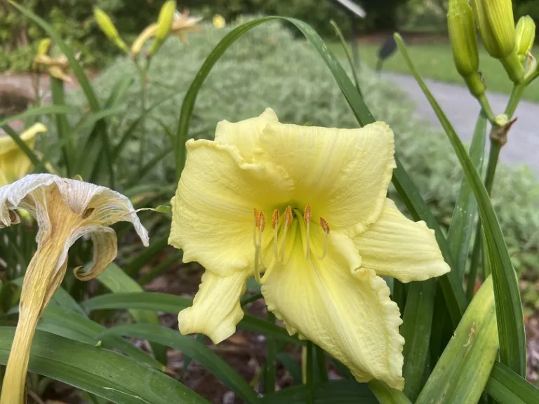 Hemerocallis 'Fragrant Returns' flower