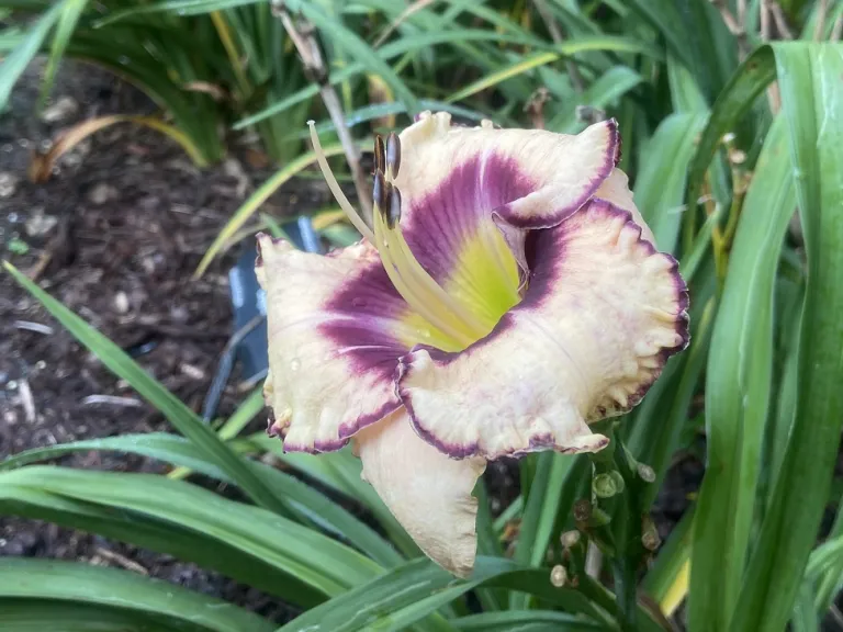 Hemerocallis 'Inwood' flower
