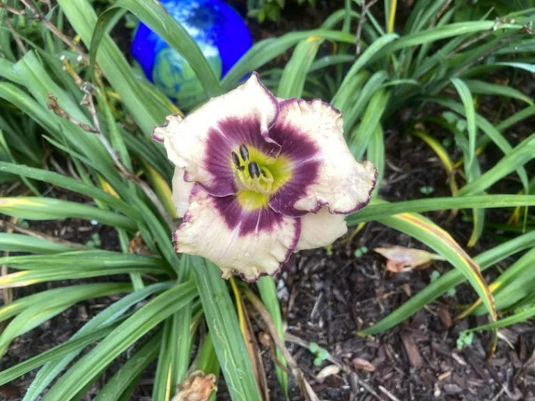 Hemerocallis 'Inwood' flower