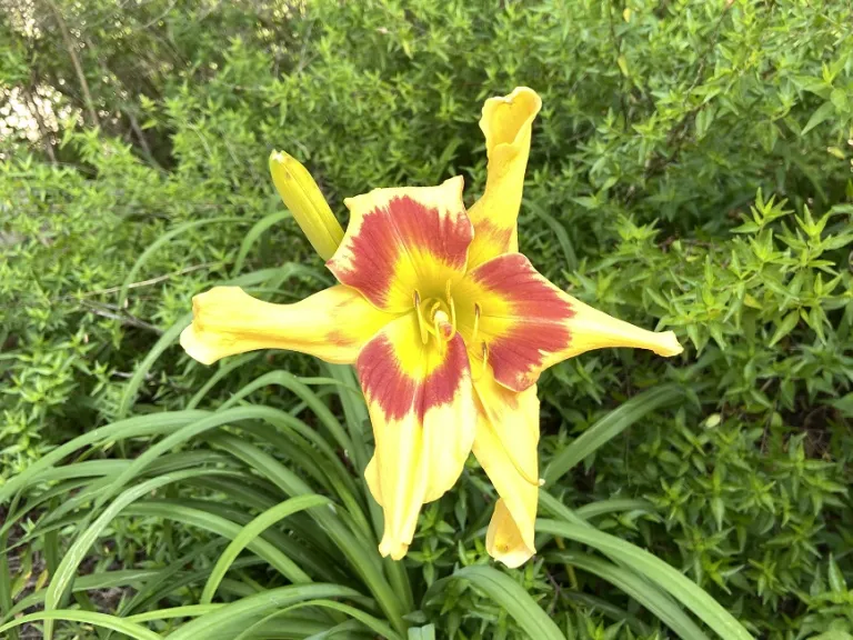 Hemerocallis 'Tiger Swirl' (RAINBOW RHYTHM® Collection) flower