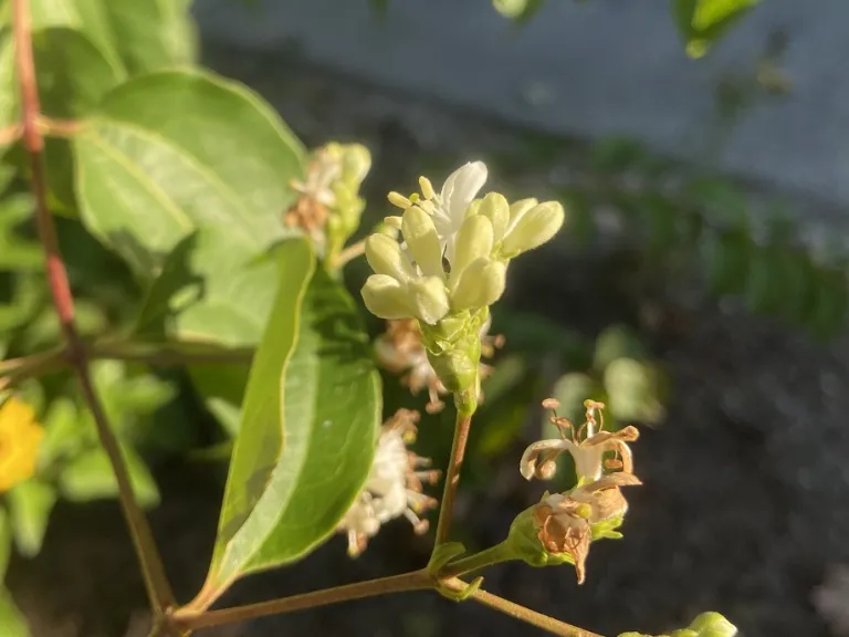 Heptacodium miconioides 'SMNHMRF' (Temple Of Bloom®) flower buds