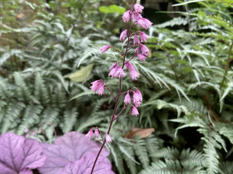 Heuchera 'Pink Panther' flower