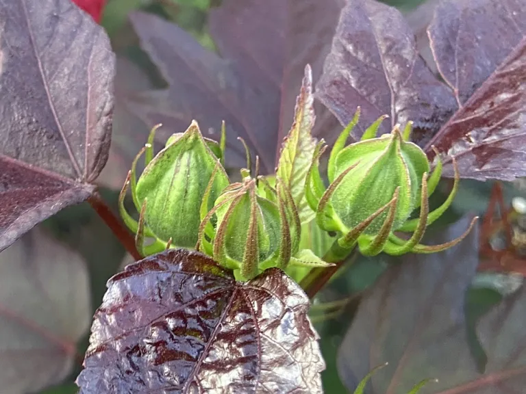 Hibiscus 'Holy Grail' (SUMMERIFIC® Collection) flower buds