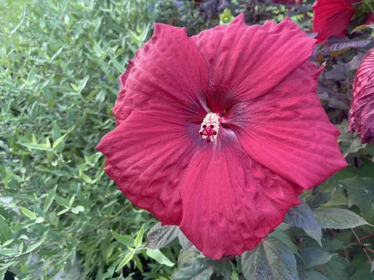Hibiscus 'Holy Grail' (SUMMERIFIC® Collection) flower