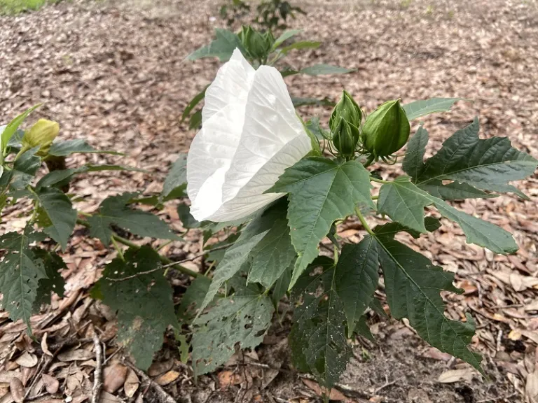Hibiscus 'Marshmallow Moon' flower buds and flower