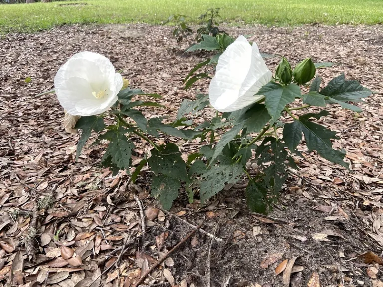 Hibiscus 'Marshmallow Moon' flowering habit