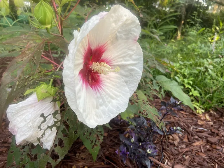 Hibiscus 'Mocha Moon' flower