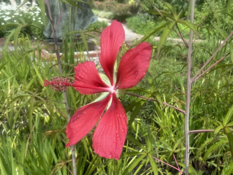 Hibiscus coccineus flower
