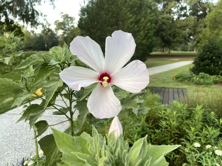 Hibiscus grandiflorus flower