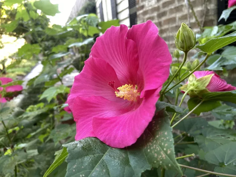 Hibiscus paramutabilis 'Terri's Pink' Flower