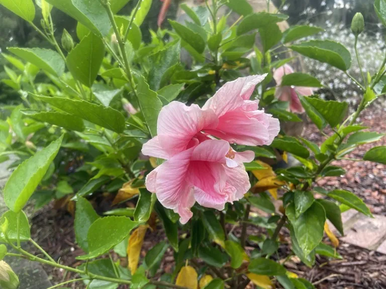 Hibiscus rosa-sinensis 'Seminole Pink' flower