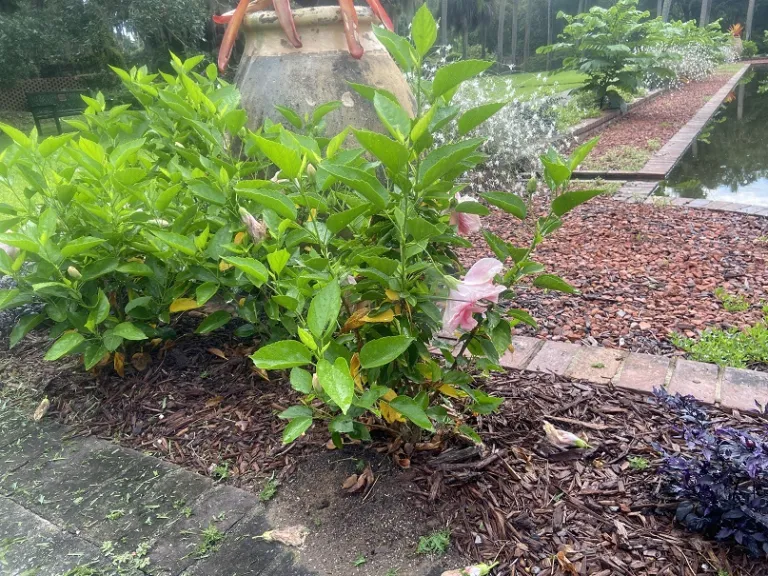Hibiscus rosa-sinensis 'Seminole Pink' habit