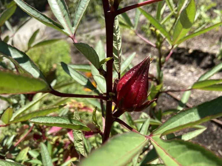Hibiscus sabdariffa fruit