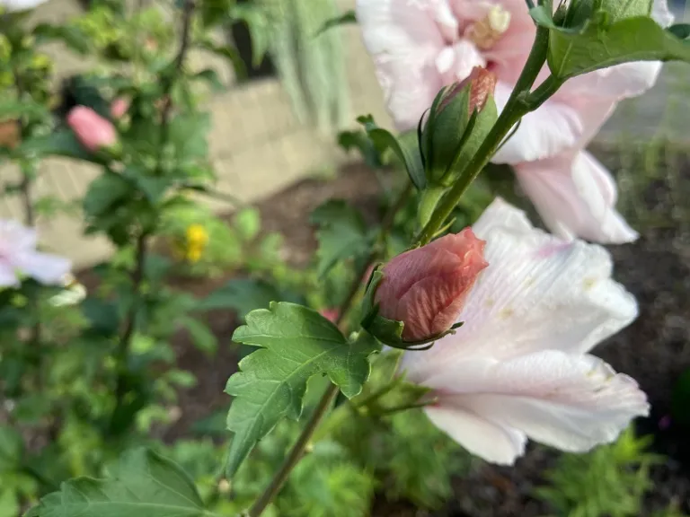 Hibiscus syriacus 'JWNWOOD4' (Pink Chiffon®) flower bud
