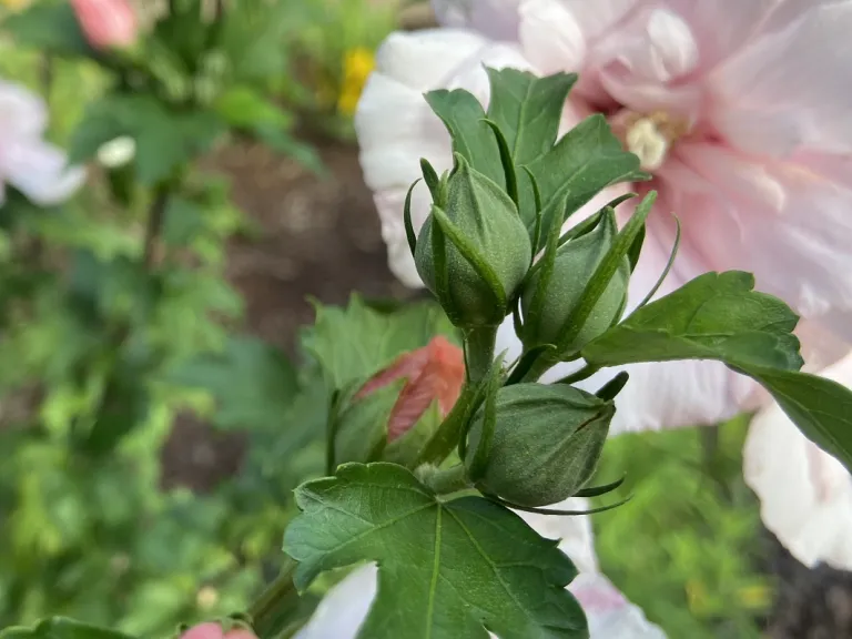 Hibiscus syriacus 'JWNWOOD4' (Pink Chiffon®) flower buds