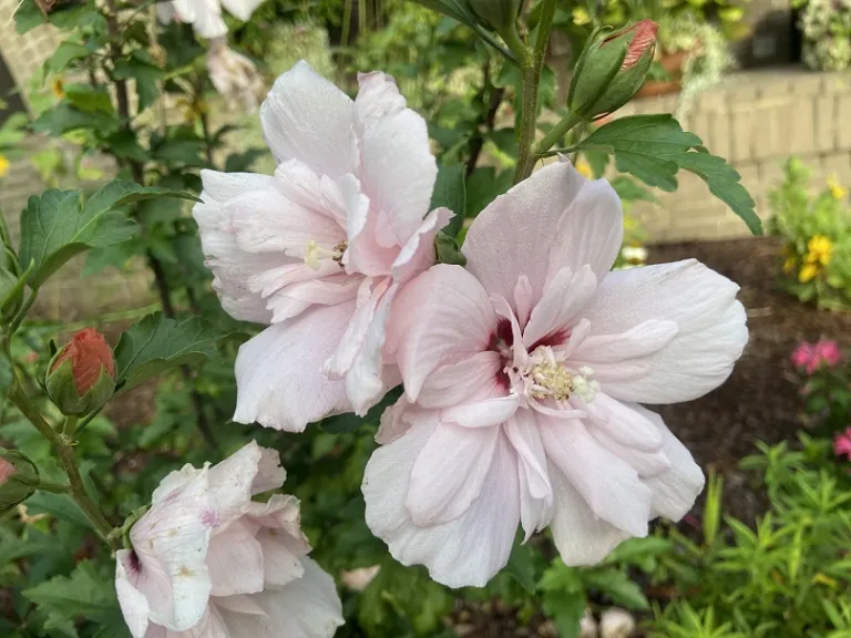 Hibiscus syriacus 'JWNWOOD4' (Pink Chiffon®) flower