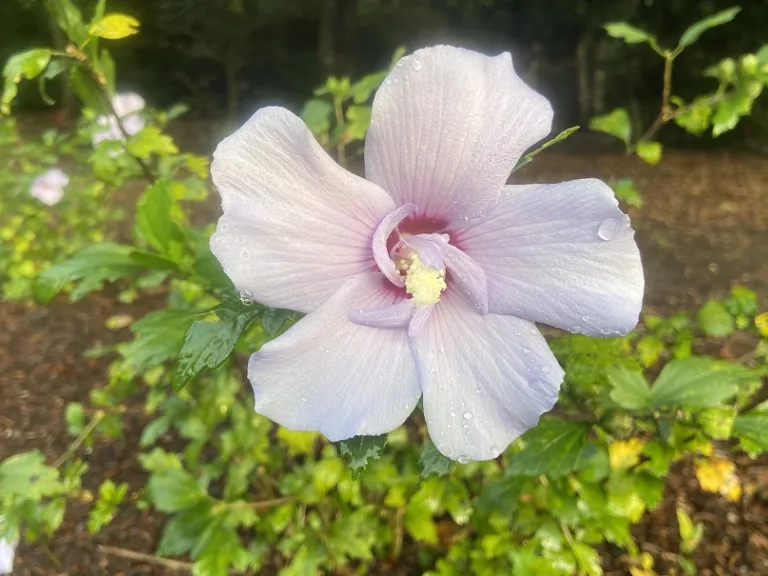 Hibiscus syriacus 'Notwoodthree' (Blue Chiffon®) flower