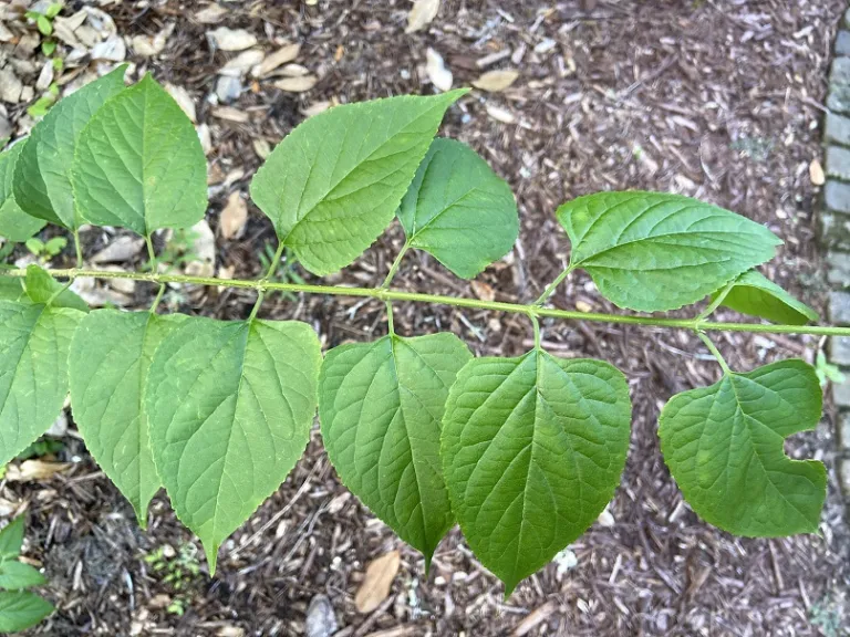 Holmskioldia sanguinea foliage