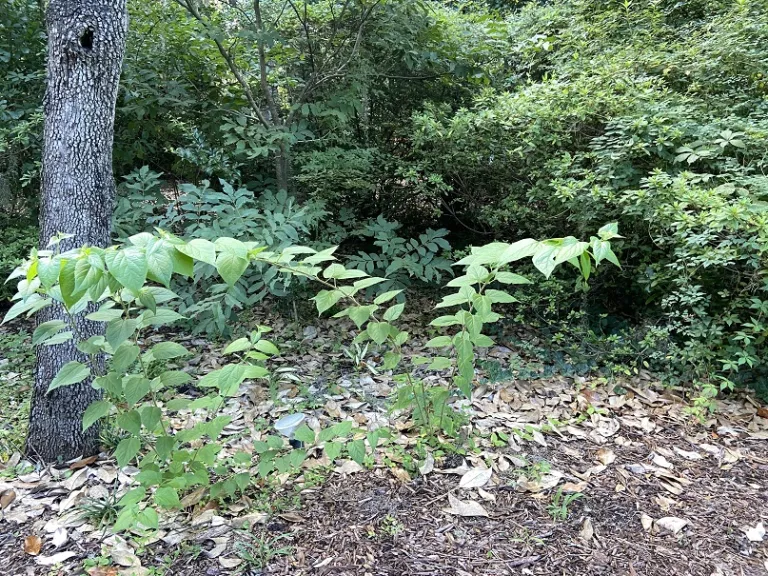 Holmskioldia sanguinea habit