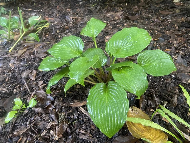Hosta 'Blueberry Muffin' habit