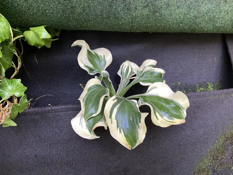 Hosta 'Mini Skirt' habit