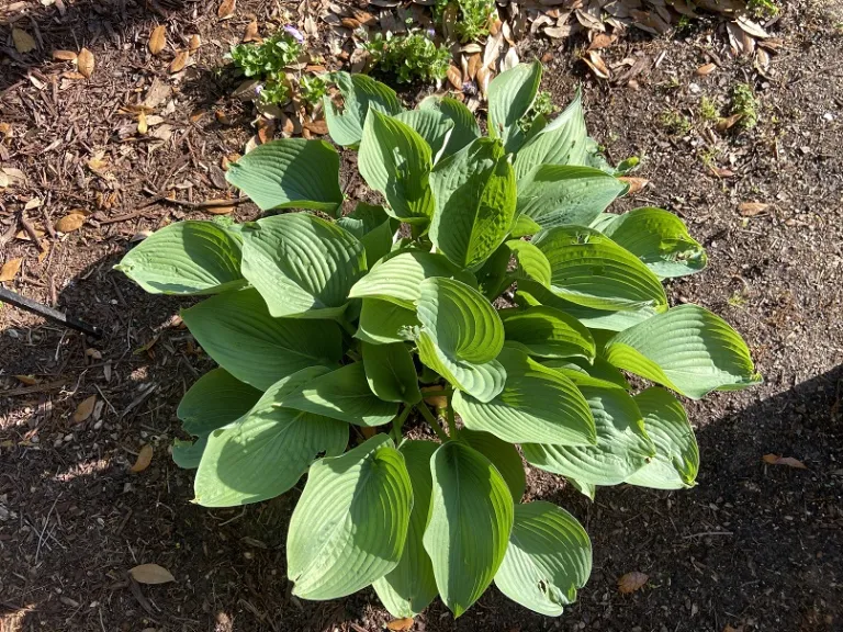 Hosta 'Sum and Substance' foliage