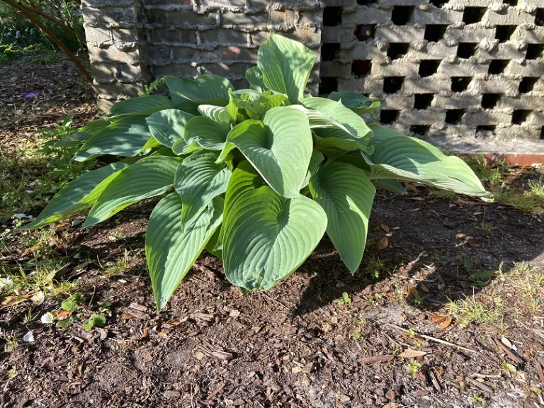 Hosta 'Sum and Substance' habit