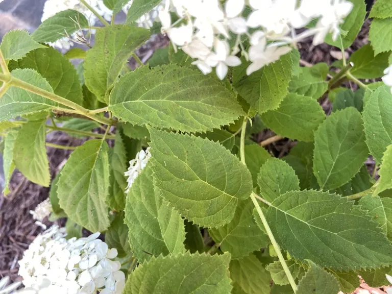 Hydrangea arborescens 'NCHA5' (Invincibelle Wee White®) foliage