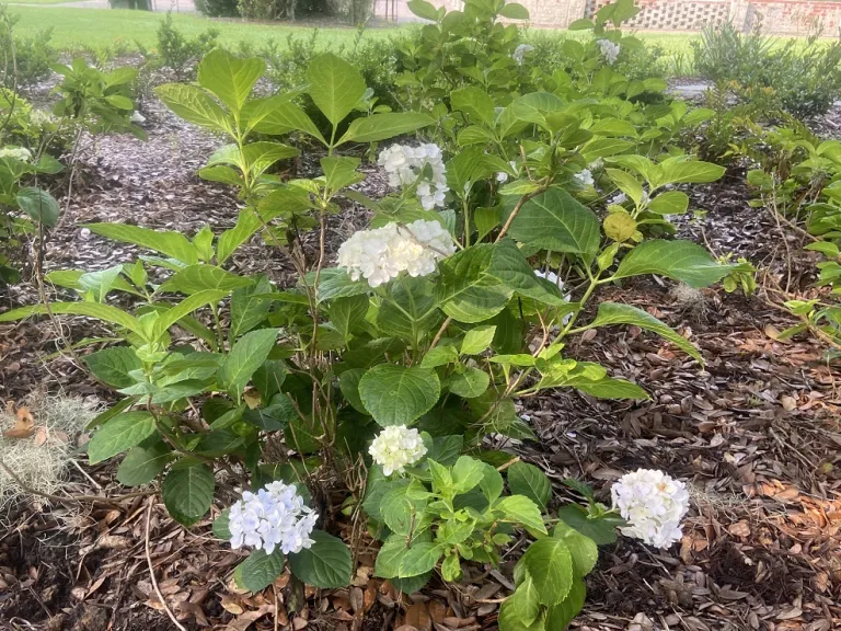 Hydrangea macrophylla 'Blushing Bride' (Endless Summer®) flowering habit