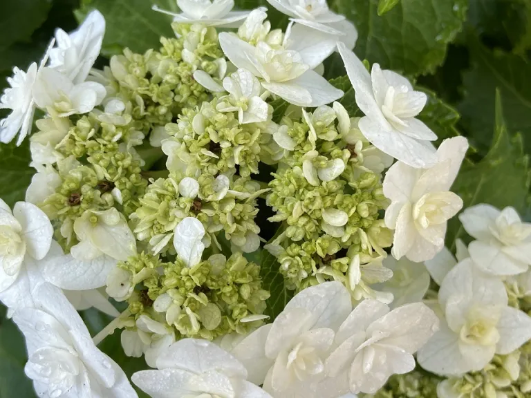 Hydrangea macrophylla 'Dancing Snow' (Double Delights™ Wedding Gown) fertile flowers