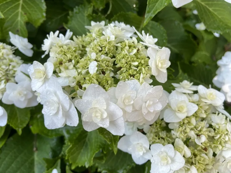 Hydrangea macrophylla 'Dancing Snow' (Double Delights™ Wedding Gown) flower