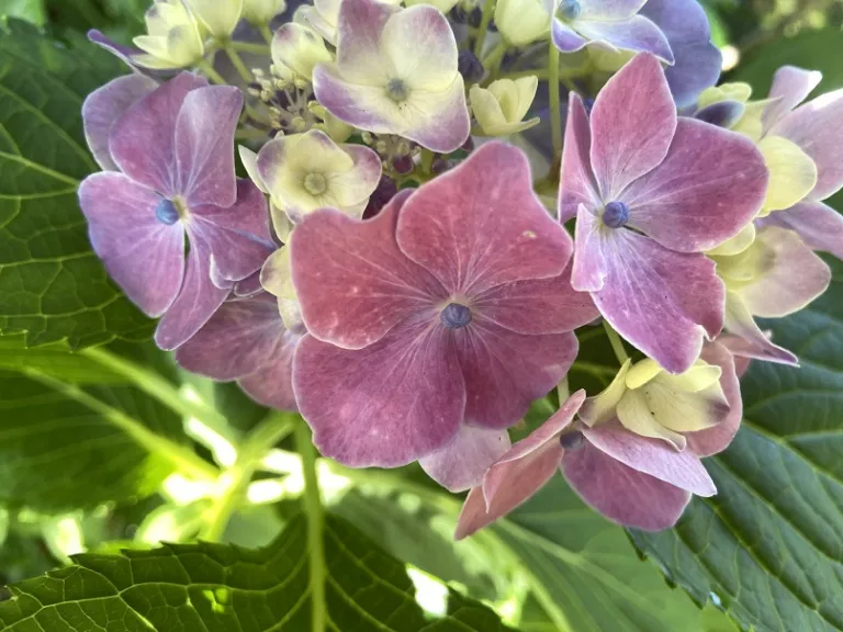 Hydrangea macrophylla 'Frau Taiko' (Angel Song™) flower close up