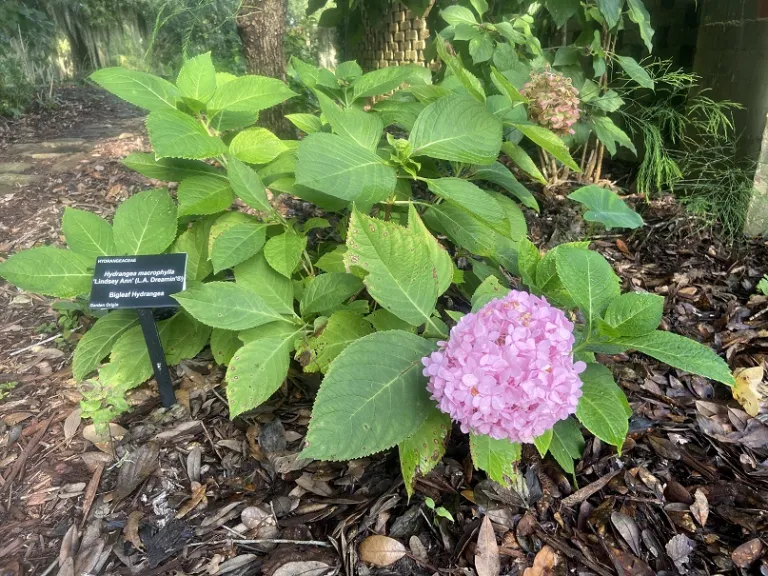 Hydrangea macrophylla 'Lindsey Ann' (L.A. Dreamin'®) flowering habit