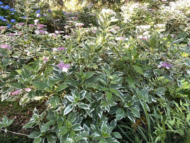 Hydrangea macrophylla 'Mariesii Variegata' habit