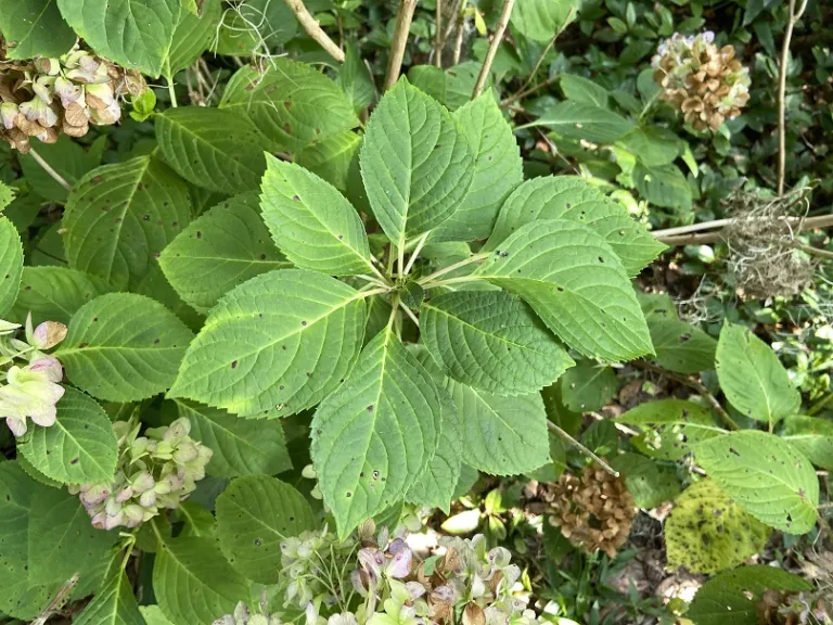 Hydrangea macrophylla 'Nikko Blue' foliage