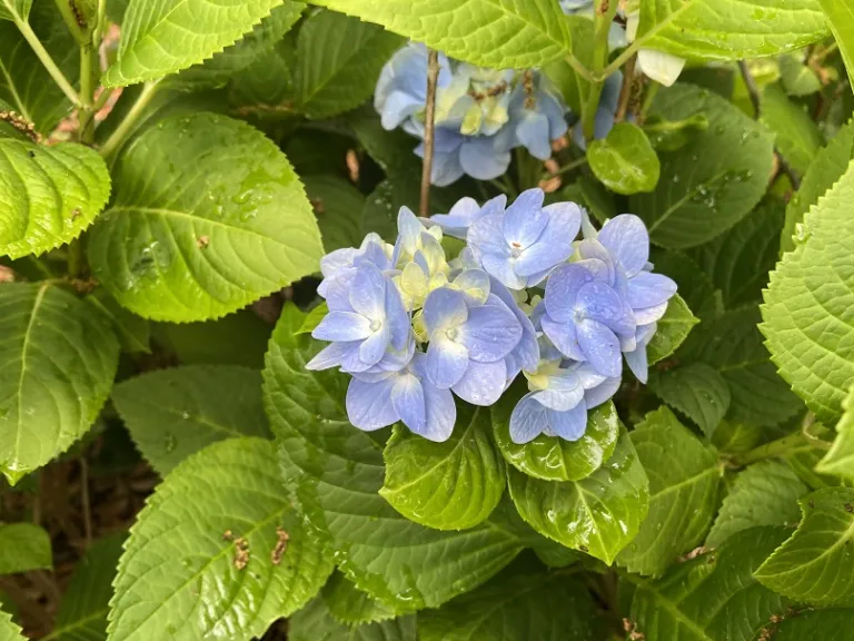 Hydrangea macrophylla 'Penny Mac' flowers