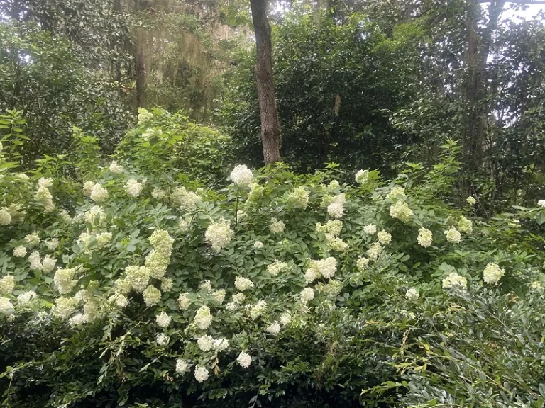 Hydrangea paniculata 'Limelight' flowering habit
